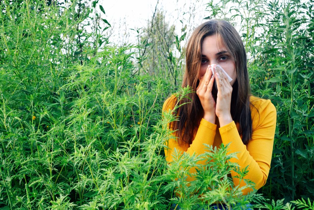 Girl sneezing in ragweed field.