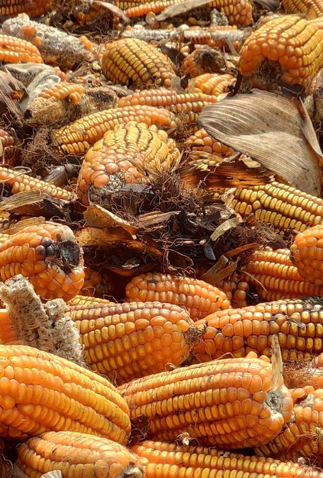 Mycotoxins present in mold-infested corn kernels